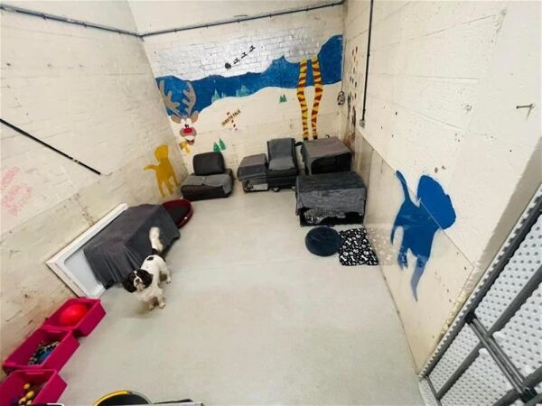 TOWN CENTRE DOGGY DAYCARE & GROOMING CENTRE based STOCKPORT Photo 11