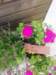 Cattery - Weston Super Mare Photo 11