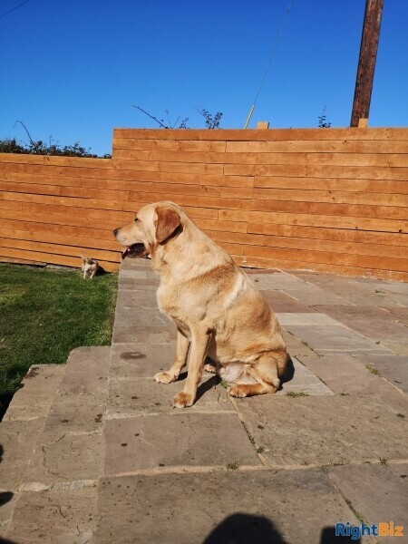 Cattery (Largest on Anglesey), stables, 4 Bed home, Static caravan and paddocks. Anglesey, N Wales. Photo 11