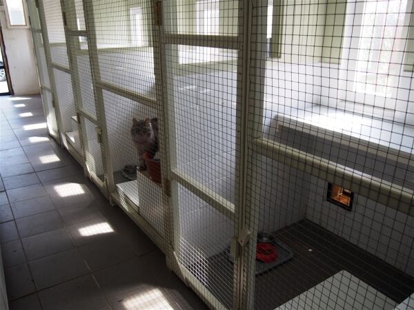 Kennels, Cattery & Equestrian businesses For Sale in Ferryhill Photo 12