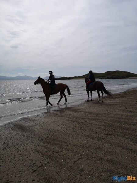 Cattery (Largest on Anglesey), stables, 4 Bed home, Static caravan and paddocks. Anglesey, N Wales. Photo 12