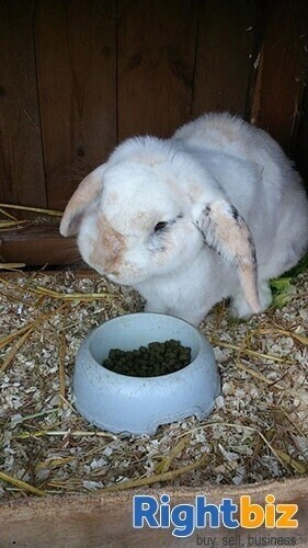 Exciting opportunity to buy an established pet care business in Cardiff Photo 13