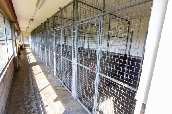 UNDER OFFER - Profitable Boarding Kennels with Superb Family Home in 2.5 acres, Central Scotland Photo 14