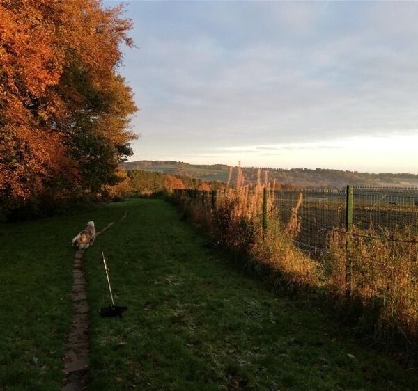 Kennels, Cattery & Equestrian businesses For Sale in Barnsley Photo 14