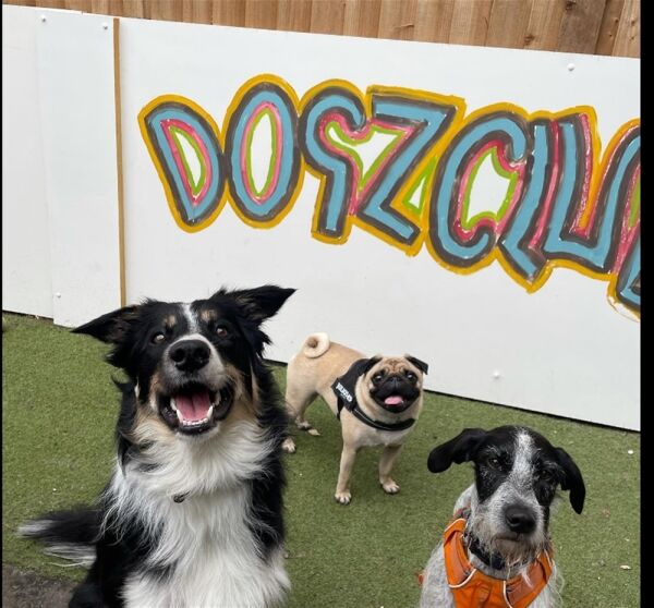 TOWN CENTRE DOGGY DAYCARE & GROOMING CENTRE based STOCKPORT Photo 14