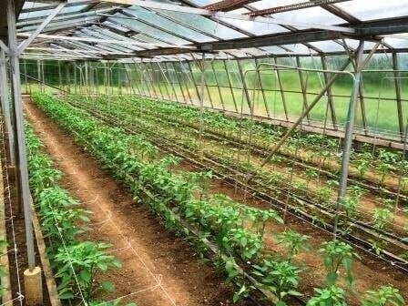 Horticultural Nursery - Currently Ran As a Hobby Photo 2
