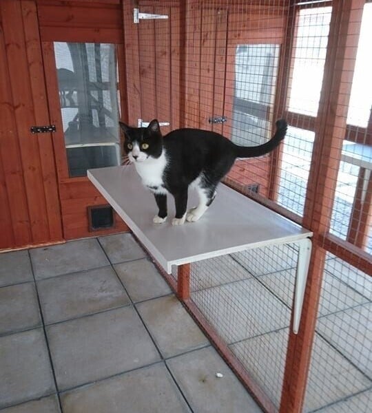 Cattery (Largest on Anglesey), stables, 4 Bed home, Static caravan and paddocks. Anglesey, N Wales. Photo 2