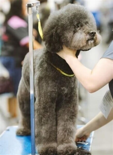 Profitable, Well Equipped Dog Grooming Parlour Salon Photo 2