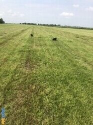 LICENSED BOARDING / BREEDING KENNELS NOW SOLD !! NOW SOLD !with Accommodation LICENSED BOARDING / BREEDING KENNELS NOW SOLD !! NOW SOLD !with Accommodation