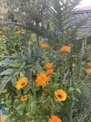 Garden nursery/Florist retail shop for sale