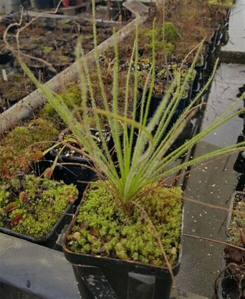 Garden Centre & Horticulture For Sale in UK Based - Online Business Photo 2