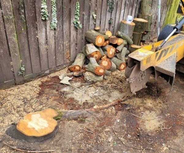 Tree Stump Grinding Specialist - Essex Photo 2