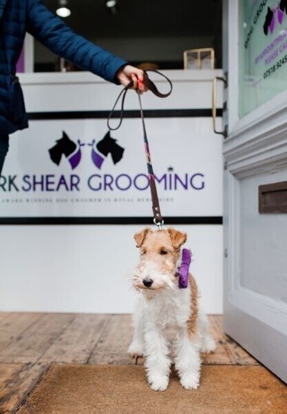 Award-Winning Dog Grooming Business for Sale in Berkshire Photo 2
