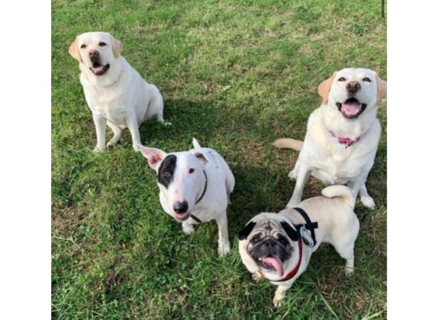 Well established Dog Walking and Home Boarding business for sale