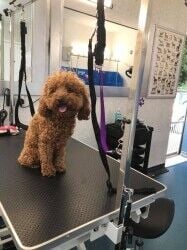 Fully equipped dog grooming salon