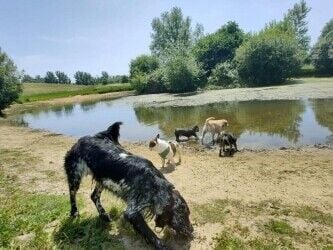 Well established dog walking company in Wimbledon