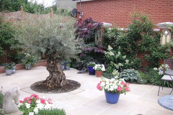 Garden Maintenance - West London Photo 2