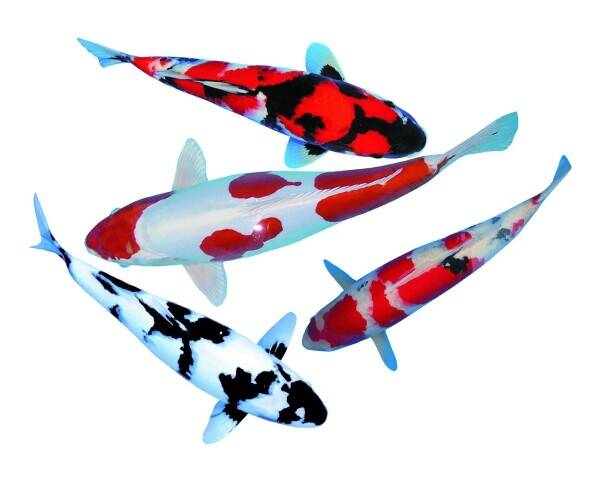 Well-Established Top Quality Hand Selected Koi Carp Business Based Near Henley-On-Thames Photo 2