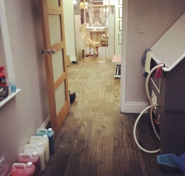 Highly rated Dog & Cat Grooming Salon & Boutique in affluent North London location  Photo 3
