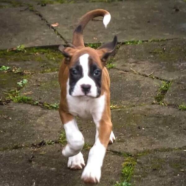 Established Dog Training Academy for Sale, Southern Hampshire Established Dog Training Academy for Sale, Southern Hampshire