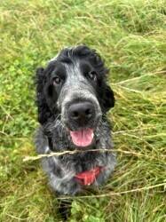 Pet services company in Warwickshire. Pet services company in Warwickshire.