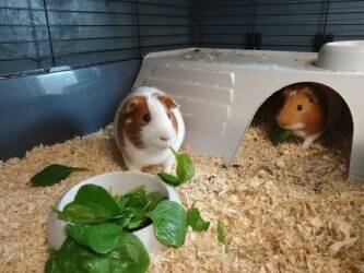 Pet Boarding Business
