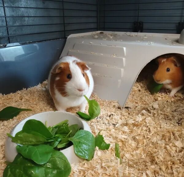 Oxford Small Pet Boarding