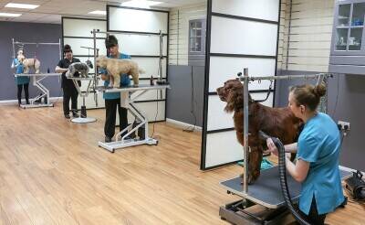 Dog Grooming Business for Sale in Farnborough Dog Grooming Business for Sale in Farnborough
