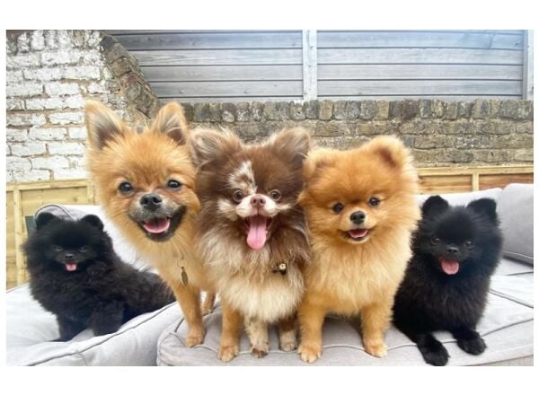 Profitable & Established Dog Walking Business For Sale