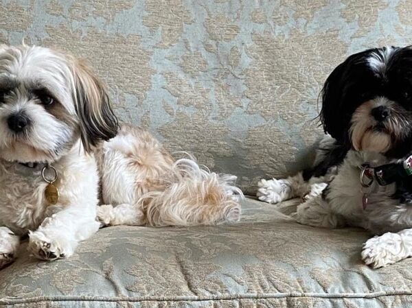 DOG HOME BOARDING COMPANY DOG HOME BOARDING COMPANY