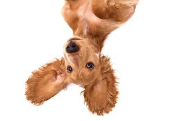 Stylish & Scalable Online Pet Lifestyle Brand