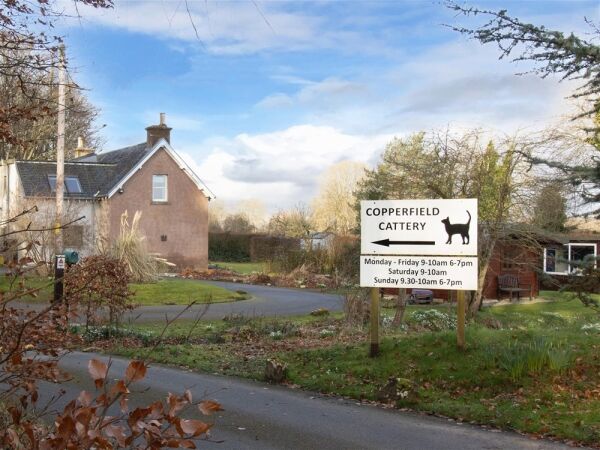 Copperfield Cattery Photo 2