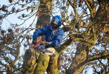 High-Performing Arboriculture/Tree Service Business – Strong Earnings & Expansion Potential” High-Performing Arboriculture/Tree Service Business – Strong Earnings & Expansion Potential”