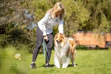 Successful Chichester pet care franchise with huge growth potential for sale Successful Chichester pet care franchise with huge growth potential for sale