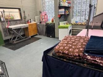 Popular, Professional Doggy Daycare Business