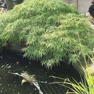Specialist Pond Protection Supplier Specialist Pond Protection Supplier