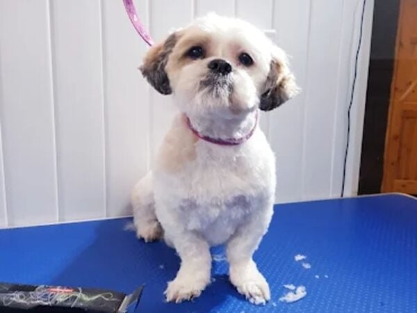 Pampered Pets Paradise – Established Dog & Cat Grooming Salon