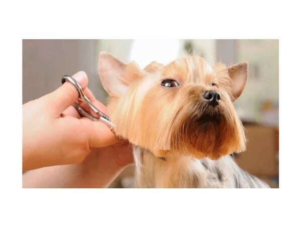 Refined & Ready – Established Dog Grooming Studio Refined & Ready – Established Dog Grooming Studio