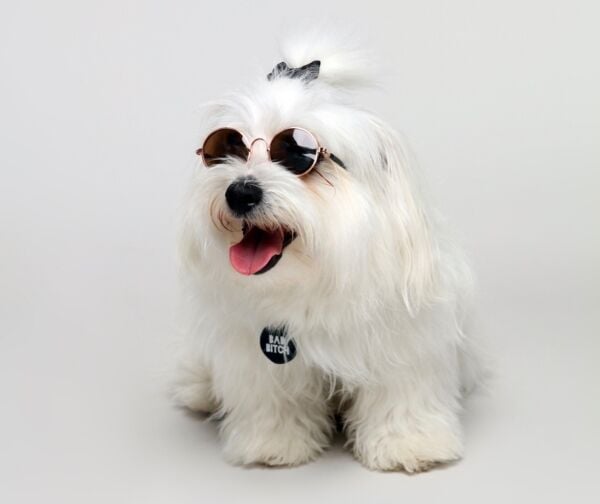 Premium Pet Accessories Brand
