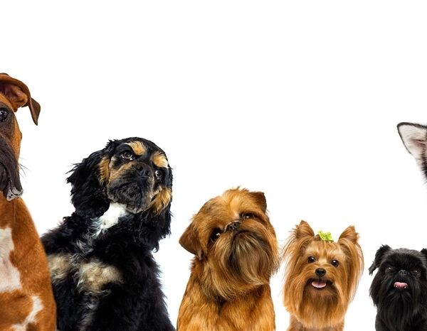DOG WALKING BUSINESS