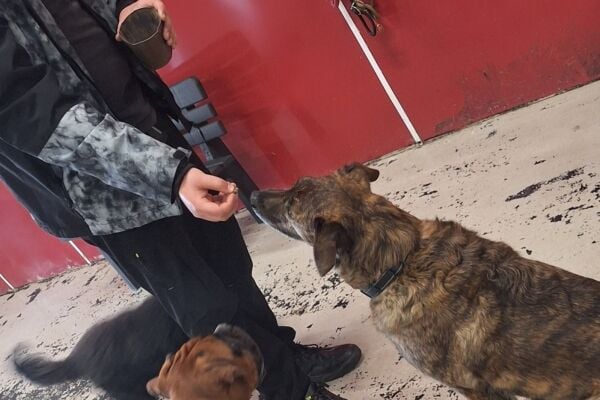 Established Doggy Day Care - Leigh Established Doggy Day Care - Leigh