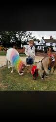 Miniature Pony Event Party Provider Business