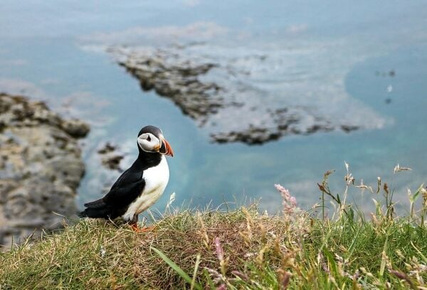 Long-Established Marine Tourism Business – Scottish Highlands Long-Established Marine Tourism Business – Scottish Highlands