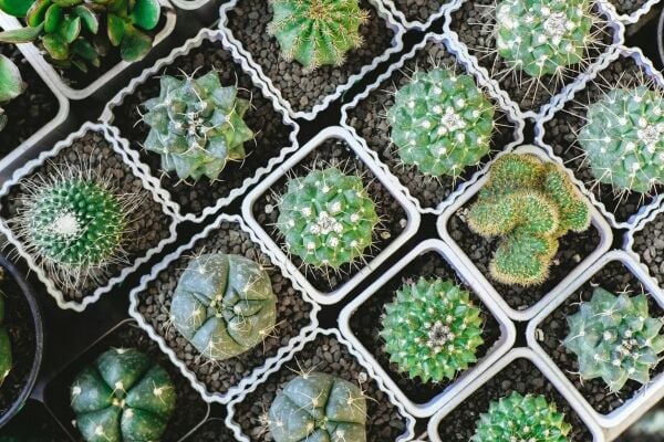 NICHE RETAIL & WHOLESALE PLANT BUSINESS NICHE RETAIL & WHOLESALE PLANT BUSINESS