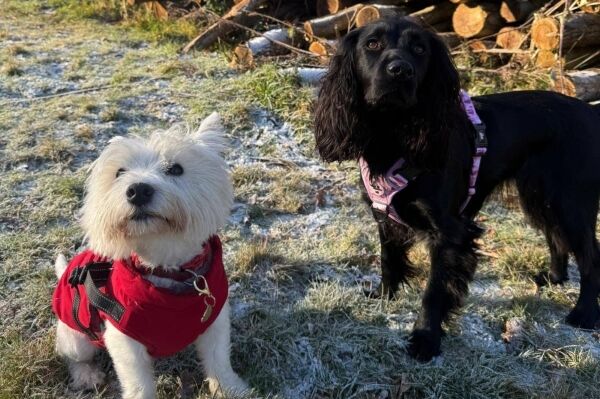 Relocatable Dog Walking Business Relocatable Dog Walking Business
