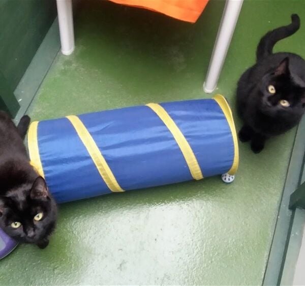 BOARDING CATTERY LICENSED FOR UP TO 81 CATS