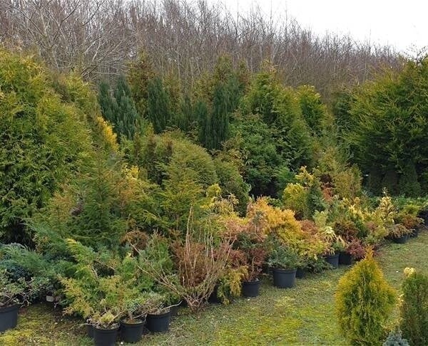 Garden Centre & Horticulture For Sale in Lincolnshire / Nottingham Border Photo 3