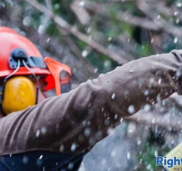 Well Established Tree Surgeons For Sale Photo 3