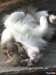 Exciting opportunity to buy an established pet care business in Macclesfield