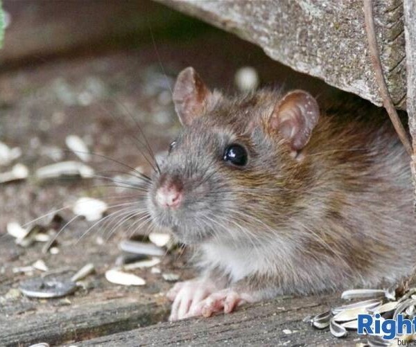 Well-Established Pest Control Business. with Superb Expansion Opportunities Photo 3